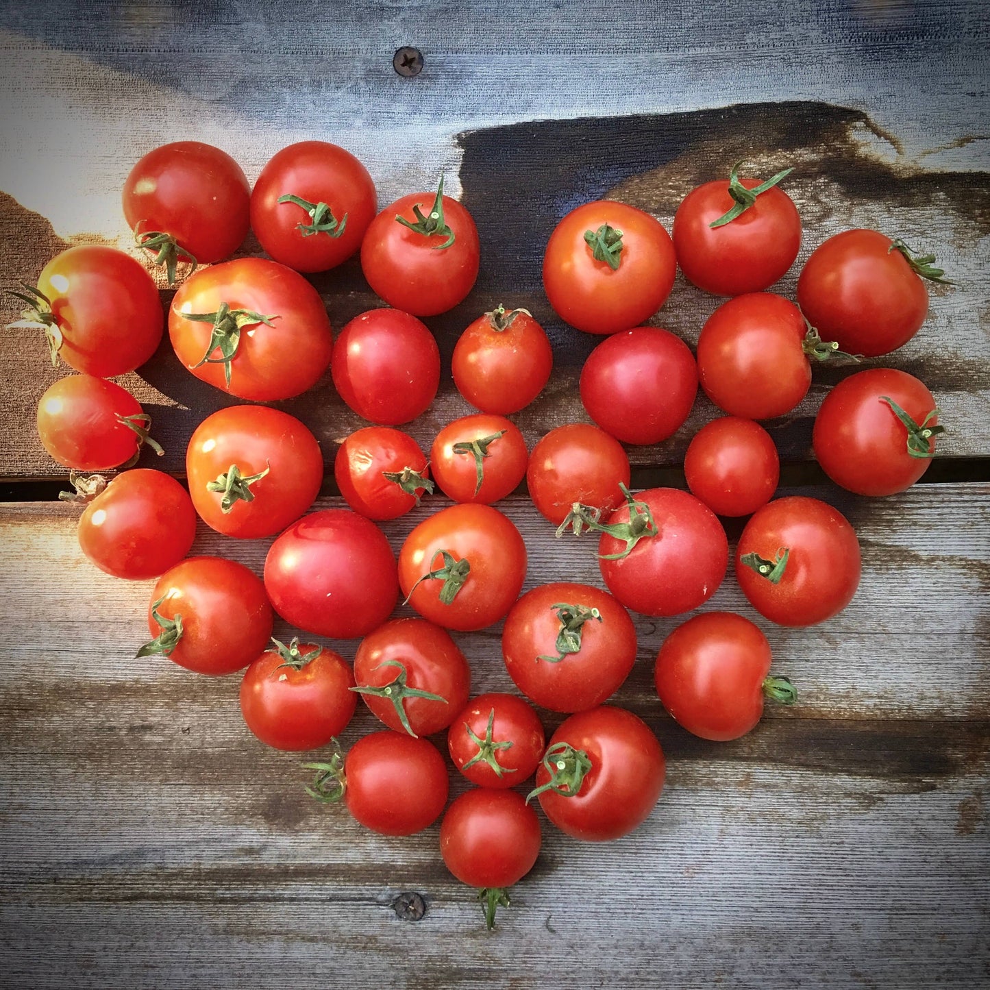Garden in a Bag | Tomato